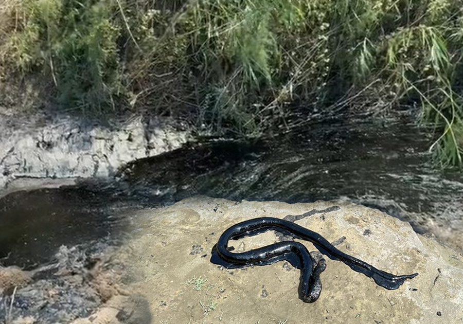 Katastrofë mjedisore në Parkun Kombëtar të Vjosës,
