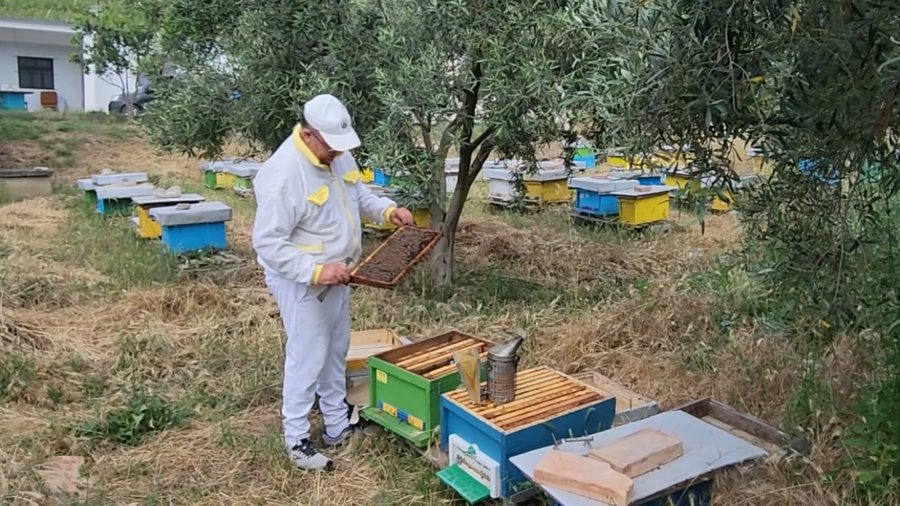 Fermerët shqiptarë po braktisin kafshët për bletët,