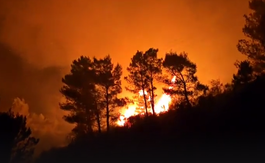 Zjarr edhe në pyllin me pisha në Finiq, pema rrëzohet mbi