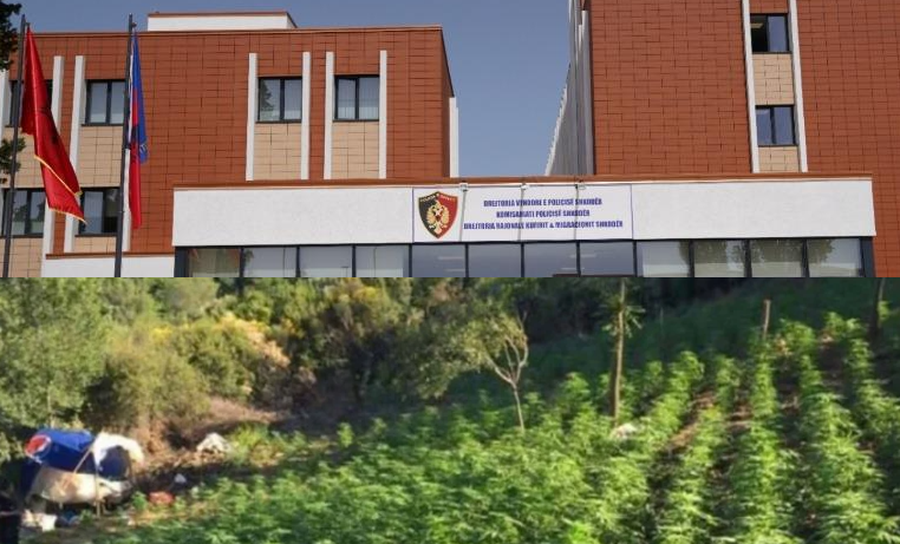 Gjenden mbi 7 mij&euml; bim&euml; kanabis n&euml; Shkod&euml;r/ Pezullohen