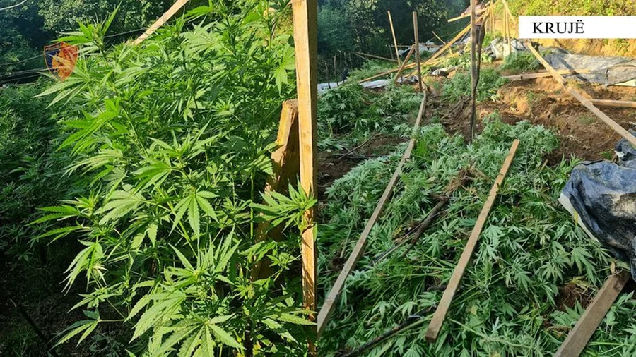 Aksion antidrog&euml; n&euml; Kruj&euml;, asgj&euml;sohen 5 mij&euml;